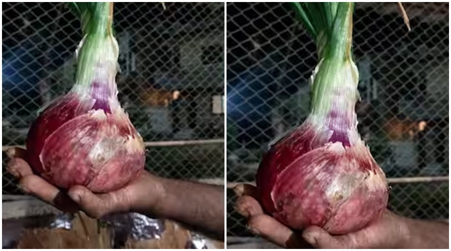 The weight of the onion is about a quarter of a kilo, people crowd to see; Baahubali Kanda is becoming a topic of discussion on social media