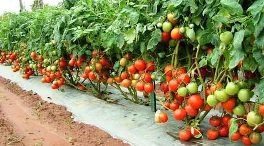 News work! 'These' advanced tomato varieties will be beneficial