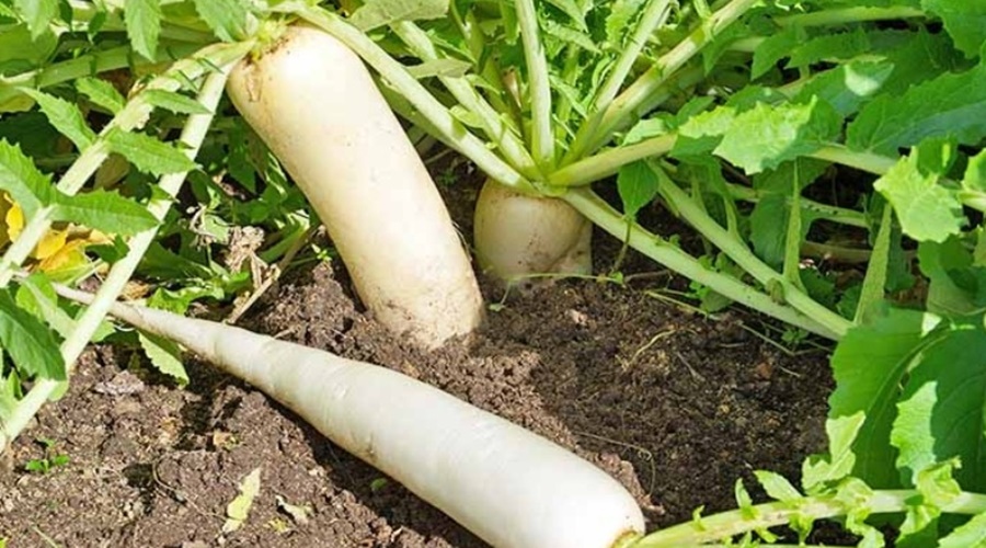 High profit at low cost; Do 'Ashi' Radish Farming