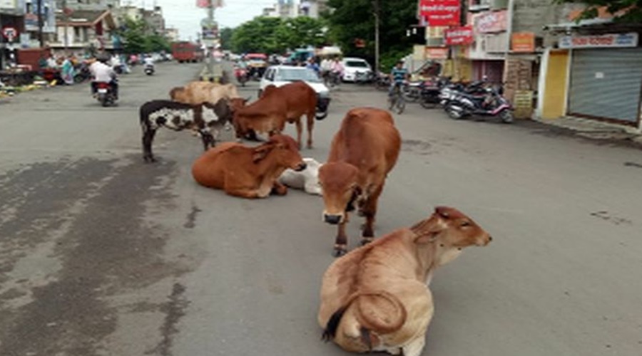 Beware! A fine of Rs 5,000 will be levied if animals are left on the road