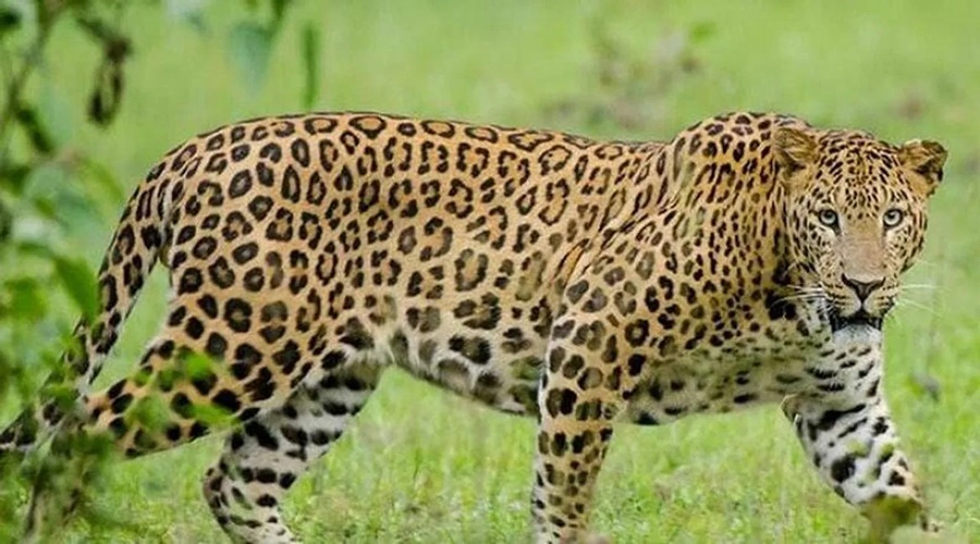 Shocking event! Shepherd seriously injured in leopard attack