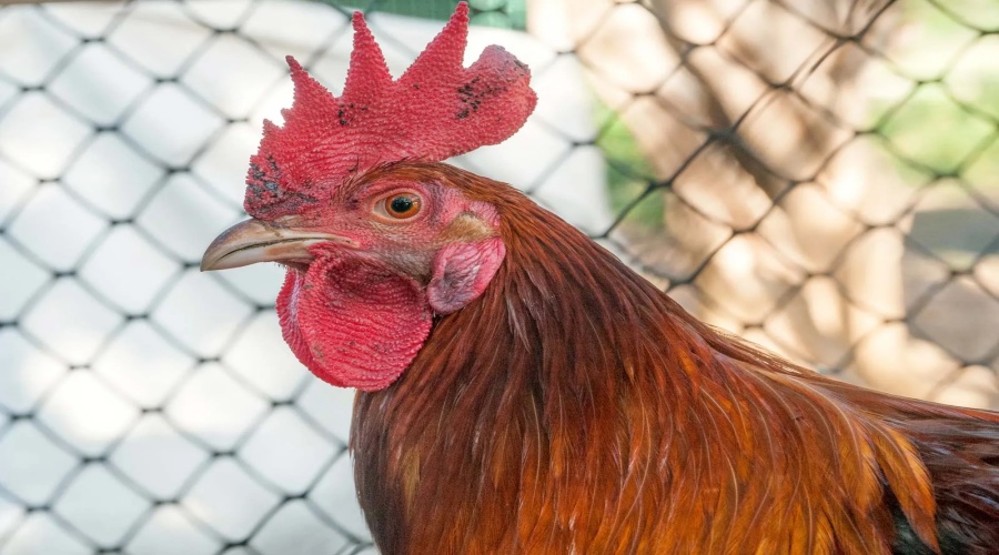 Beware! Alarm bells for chicken eaters