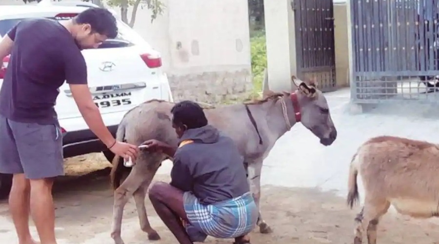 Abba! Donkey's milk is getting the price of gold; Read What exactly is Bhangarh?