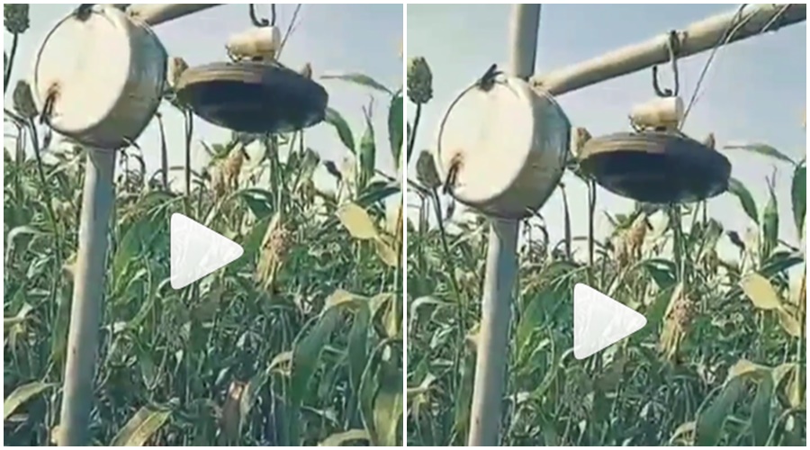 The farmer did 'this' desi jugad because the birds in the field were causing trouble; Just watch the video...