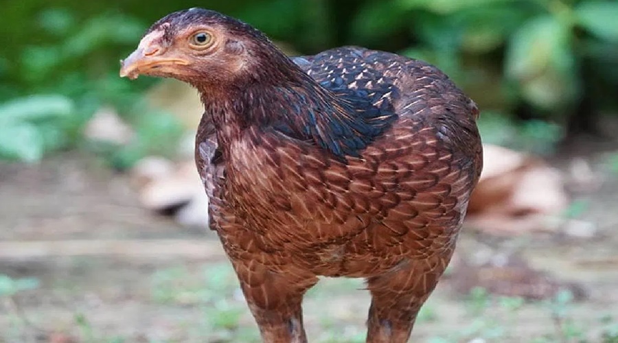 Abba! An egg of 'this' chicken is being sold for 100 rupees; Learn about information