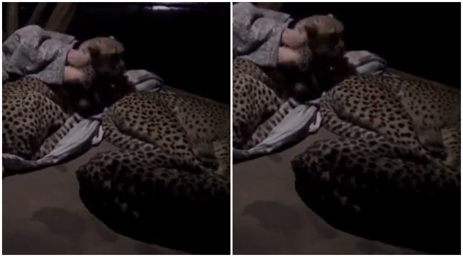 Three cheetahs went and sat near the sleeping Vyak, and what happened next, you will also be amazed; Watch the video