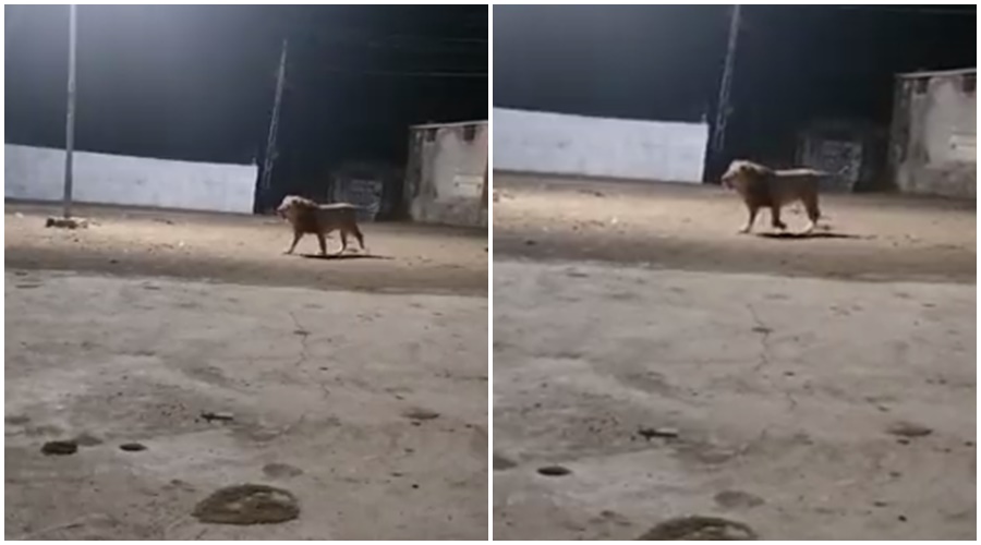 "The lion entered the village directly and it happened that...", watch the shocking video
