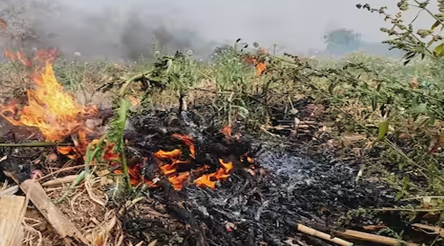 The extreme step taken by the farmer on the day of Holi; Holi was celebrated by burning onions