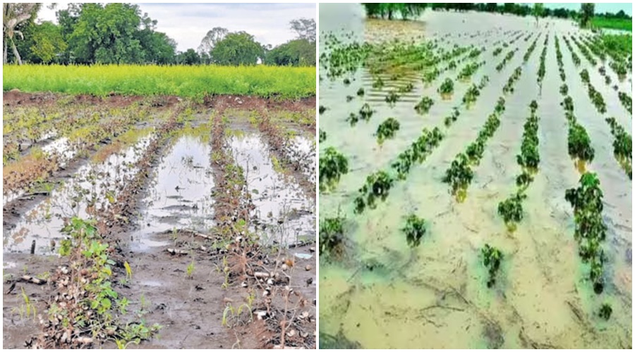 Farmer king worried! Unseasonal rain in the state from today; Garpeeth will be held at 'this' place