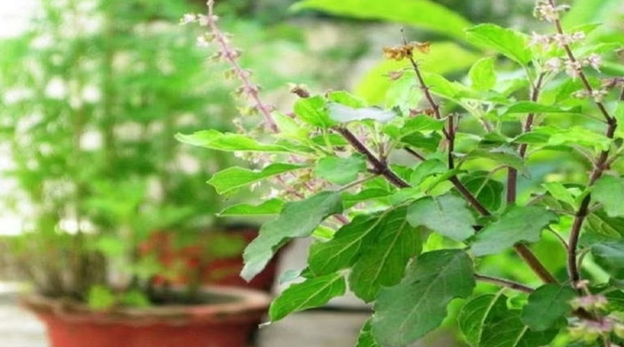 Do you know 'these' uses of Tulsi leaves? Many diseases disappear in a flash