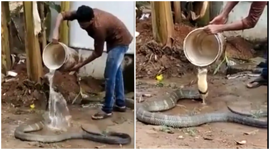 And he poured water upon the body of the serpent; What happened next is that..., watch the shocking video