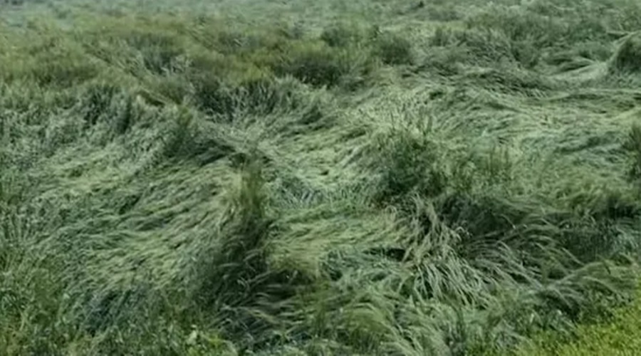 Shocking! Due to untimely rains, the wheat crop fell in the fields; A worried farmer committed suicide