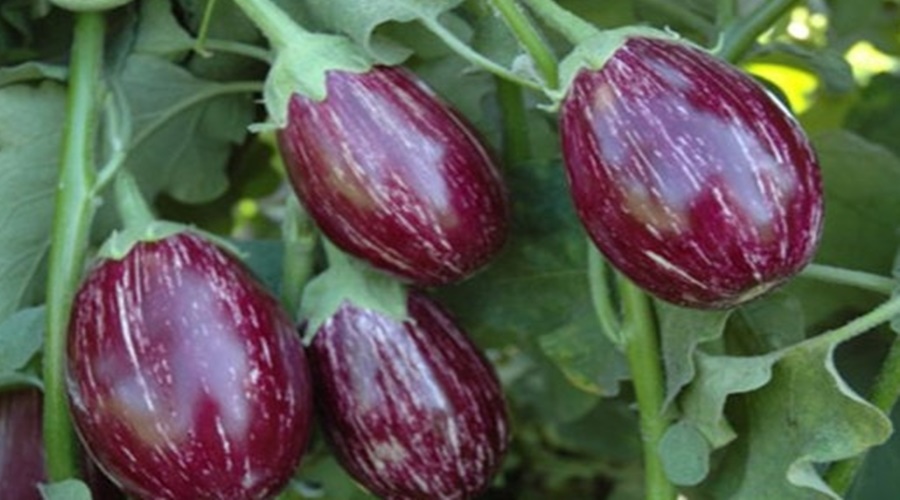 A mockery of the farmer! Eggplant fetched only 27 paise per kg