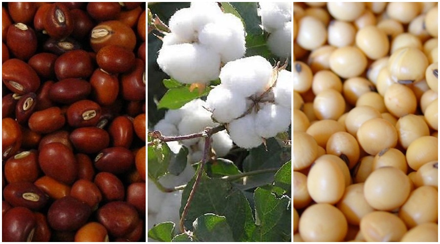 The price of cotton, tur, soybeans will fluctuate! Know in detail