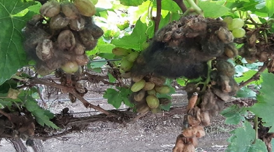 Time to throw the grape on the vine because of the hail; Farmers desperate