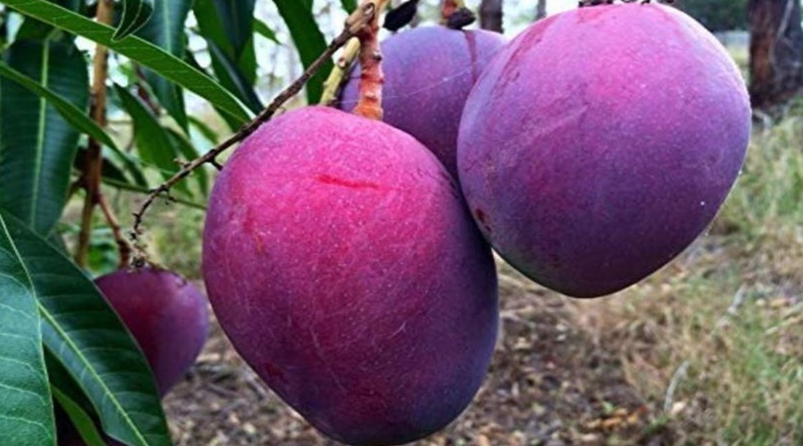 This is the world's most expensive mango worth 3 lakh rupees!