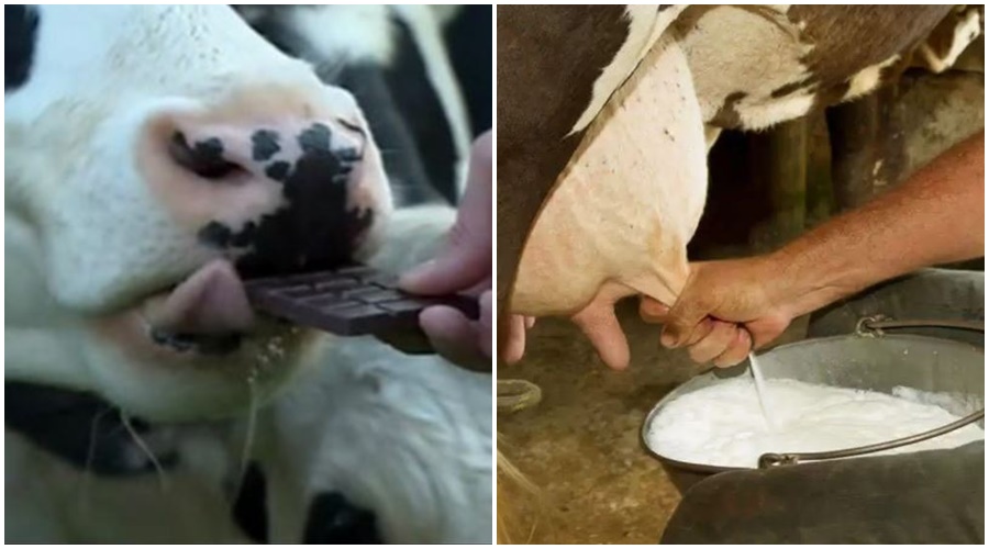 milk production: Eating 'this' chocolate will give more milk to animals; Read detailed information