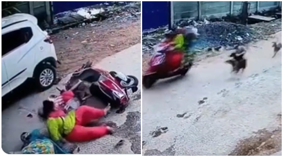 "Woman was driving a scooty and was followed by stray dogs, and what happened next..." Watch Shocking Video