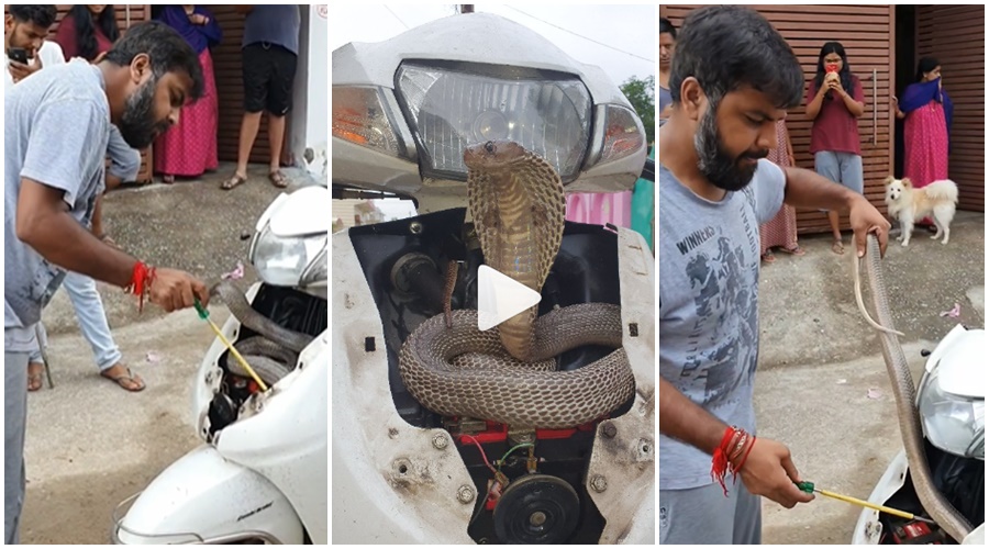 “A cobra has made its home in the front of the Activa scooty and the next scene will shock you too; Watch the video