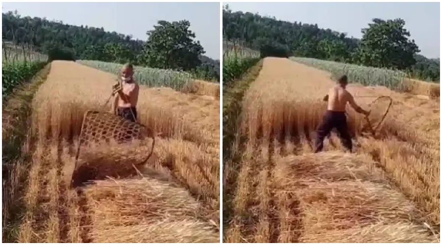 Farmers fought because they did not get laborers to harvest wheat, there is no money for machines! Now the video is going viral