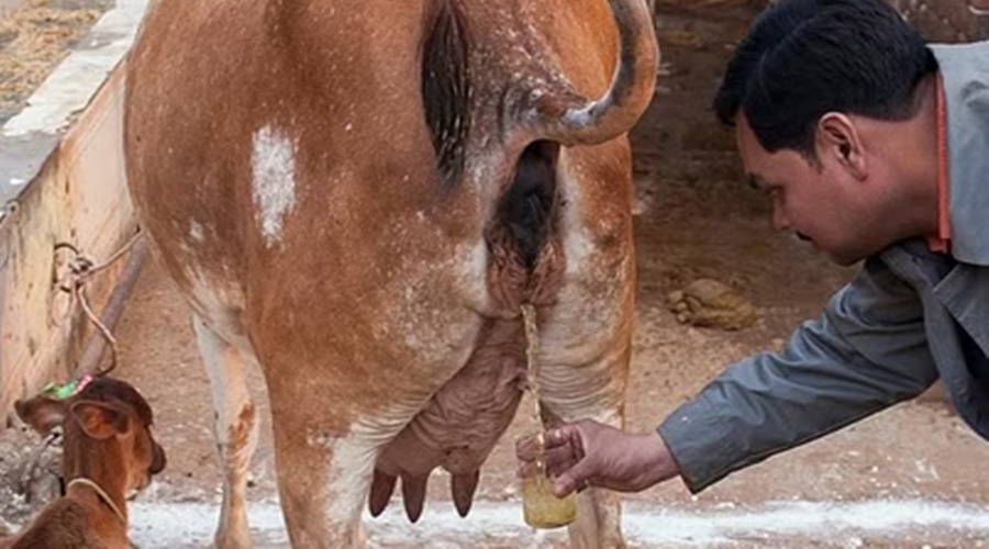 Cow urine is harmful to health! Shocking information revealed in the research; Read in detail