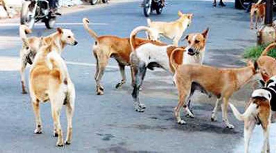 Shocking! A minor boy seriously injured in a stray dog attack