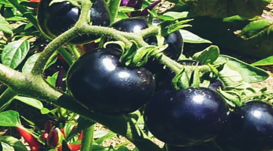 Farmers Plant Black Tomato and Get Rich Income, Know Its Cultivation and More..