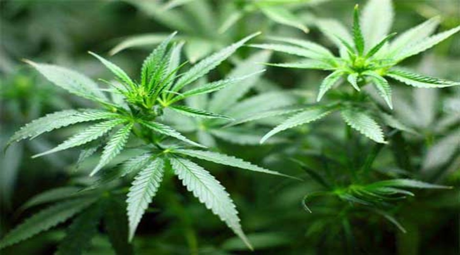 Efforts Begin for Controlled Cultivation of Marijuana; Government's big decision to improve rural economy...