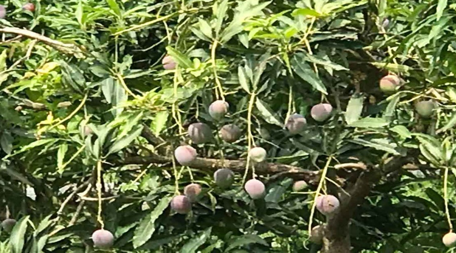 Shocking! Retired police officer climbs tree to pick mangoes, touches buried power line and dies instantly