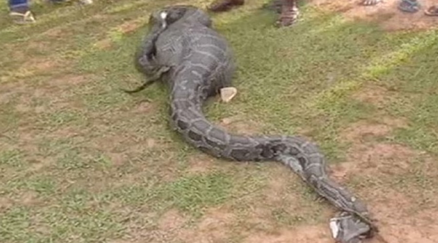 Viral Video | The python tricked the goat and then…