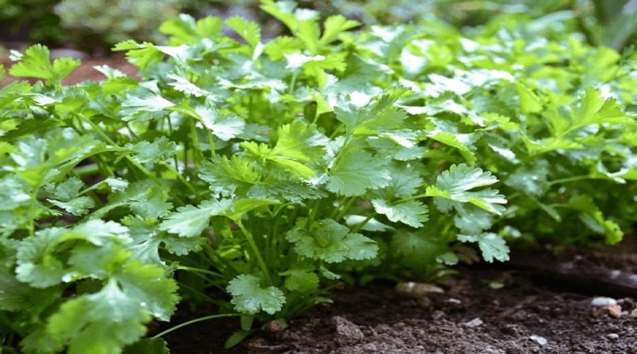 A farmer became a millionaire from the cultivation of coriander crop, earned as much as 12 lakh rupees from 6 acres