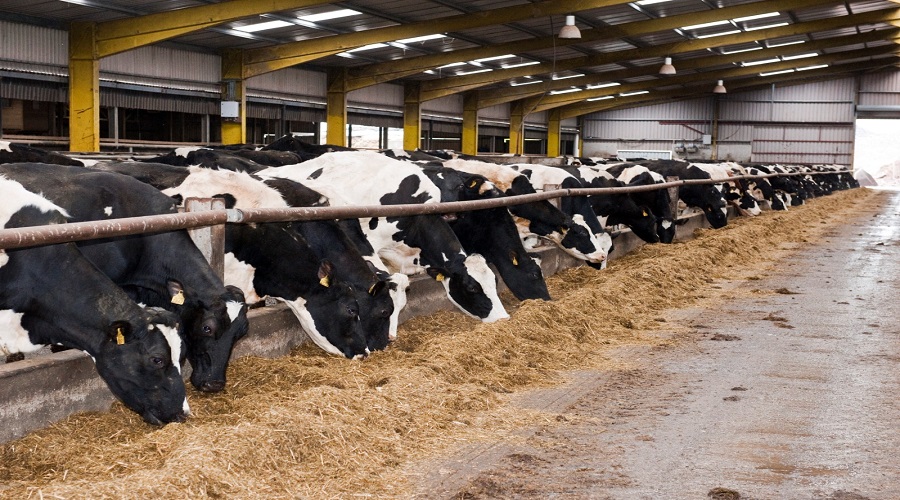 Shocking! 4 cows died after eating poison