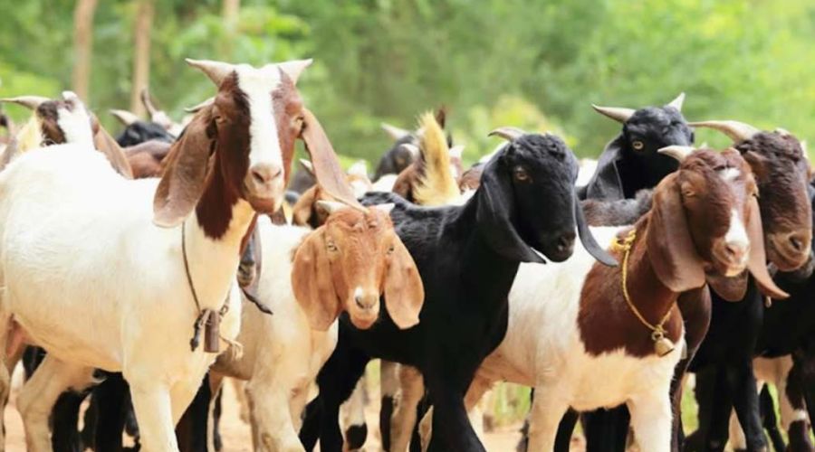 Good news! Goat rearing today on 50% subsidy, what is the plan? find out