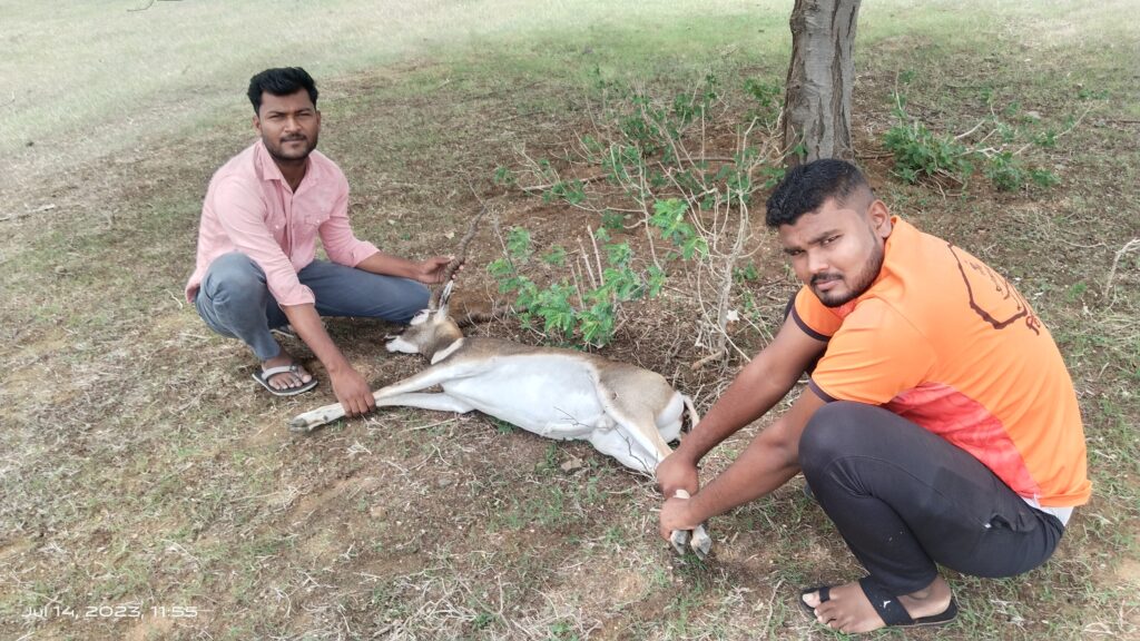 Deer hit by unknown person on Hirdgaon fork, youth helped; The forest department team reached the spot