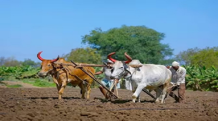 Some parts of the state are thirsty! Due to the lack of rain, the farmers are faced with the problem of double sowing