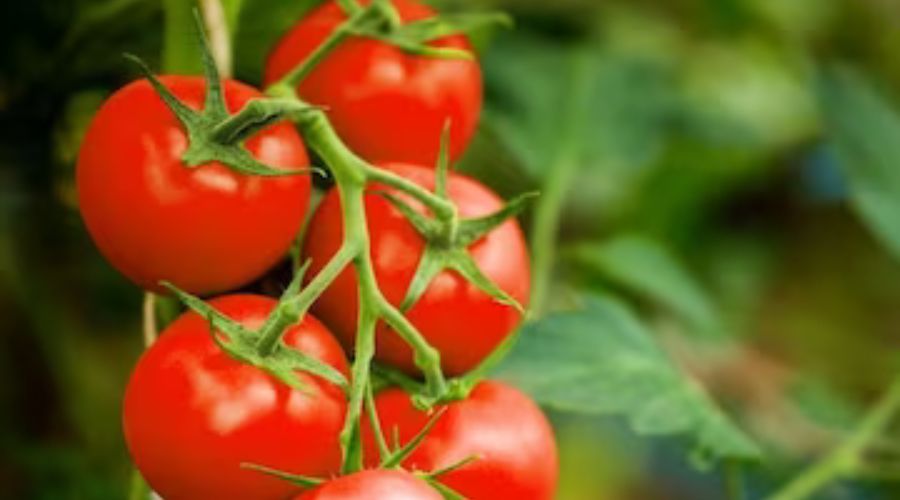 Fate changed with tomatoes! 12 farmers of this village became millionaires and 55 millionaires