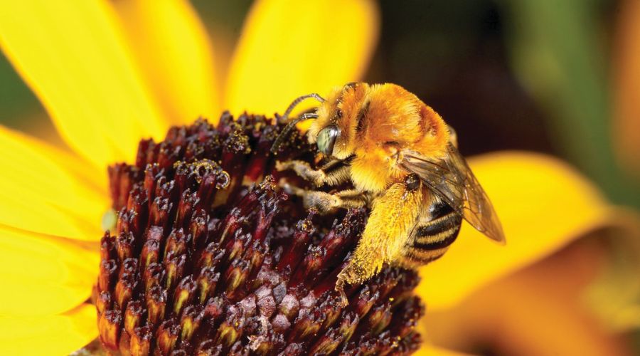 Pesticides threaten the survival of bees, orchards will suffer