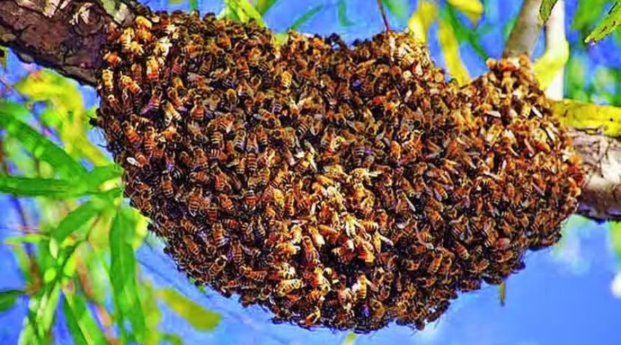 Shocking! 5 people died in bee attack