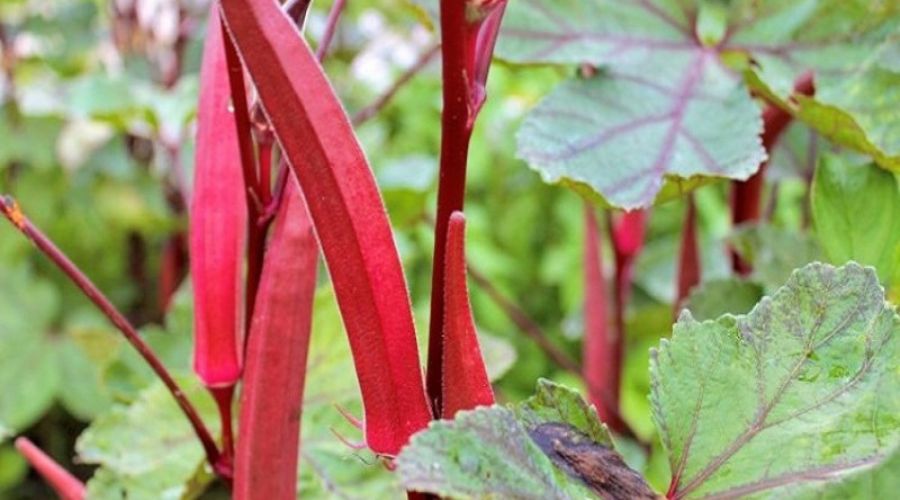 Bumper Earning Opportunity! Get a profit of 25 lakhs by cultivating red okra