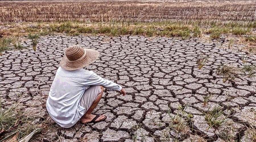 Vidarbha farmers in crisis! 'These' five districts are waiting for rain