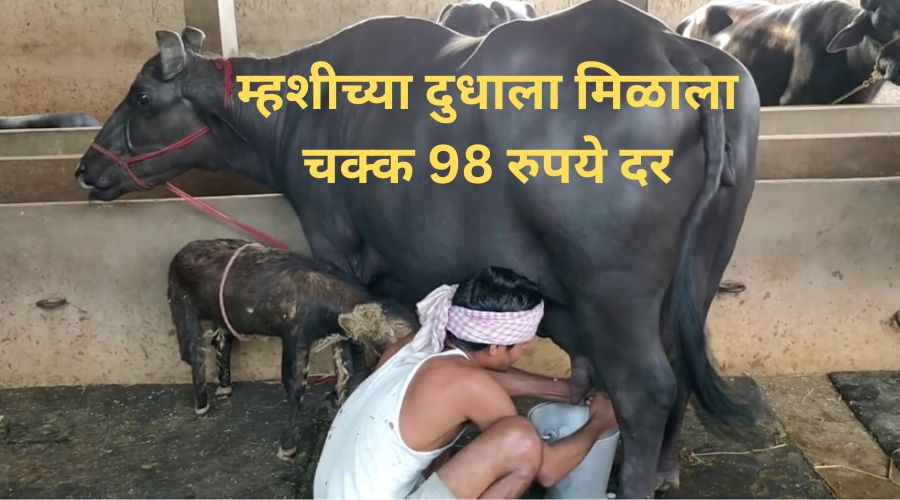 Milk Rate. Buffalo milk fetched Rs 98; Where did you get this rate? find out