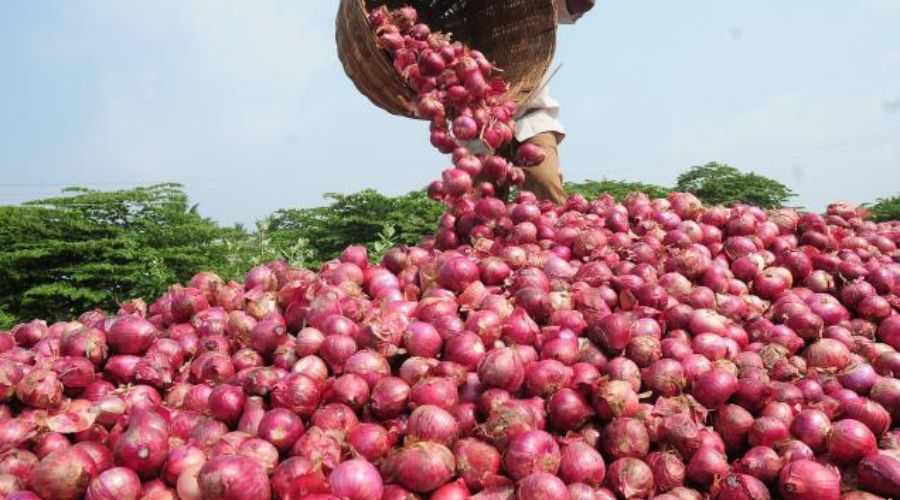 The government's big decision on the onion issue! Purchase will be made at the rate of 2410 per quintal