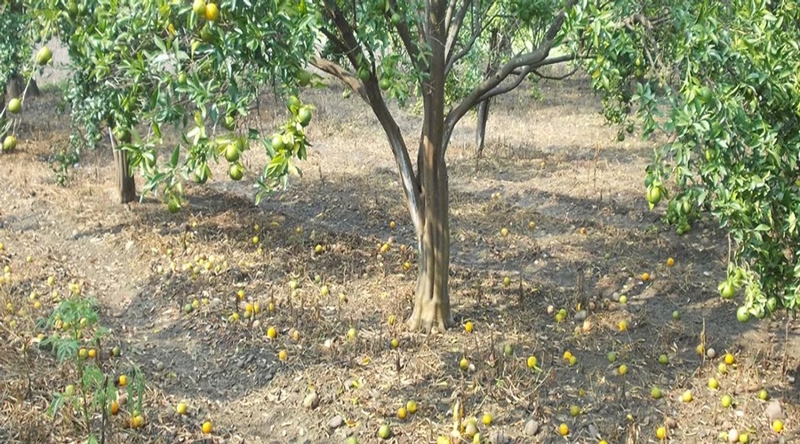 Orange farmers in big trouble; The fruit drop of the tree does not stop, the neglect of the agriculture department