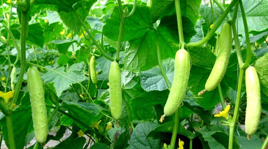 Open the voice of the farmer! Three and a half lakh rupees earned from just 20 bunches of cucumber