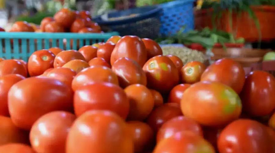 Bharich ki Rao! You will also be surprised to know the unique way the farmer fought to stop the theft of tomatoes