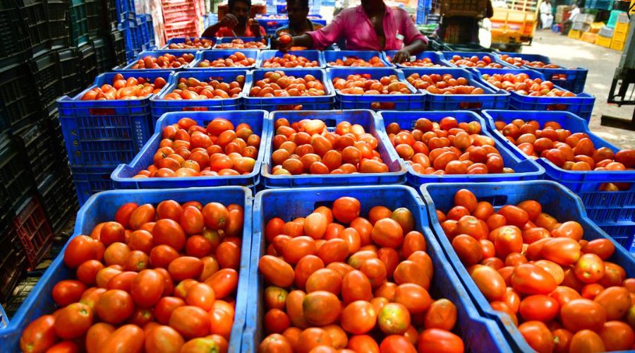 Tomatoes of Narayangaon are in discussion again! A kilo is getting 'so much' price