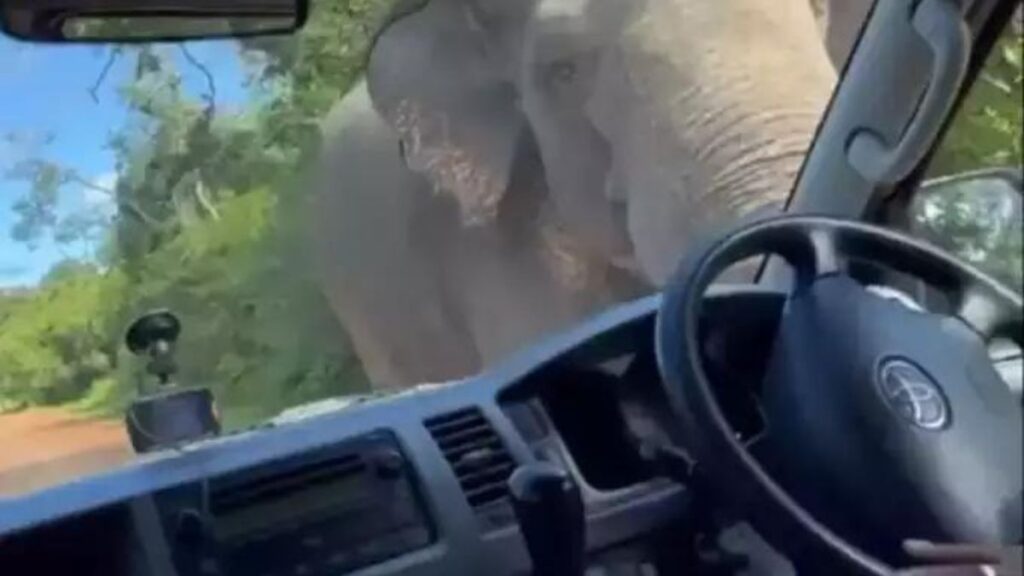 Elephant Attack On Car In Sri Lanka