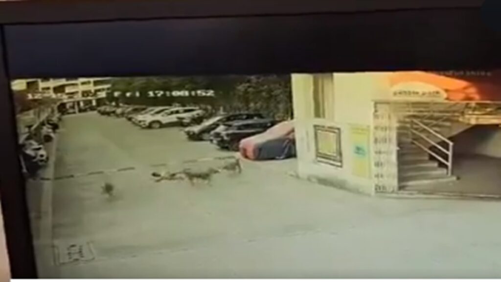 Pune Dog Attack on Child Viral Video